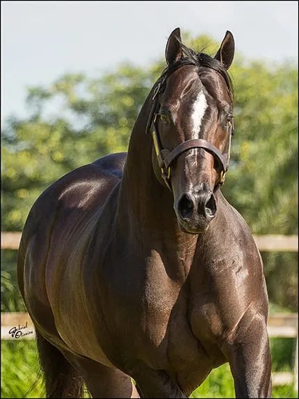 Caballo Cuarto de Milla - Racing Horse Chile