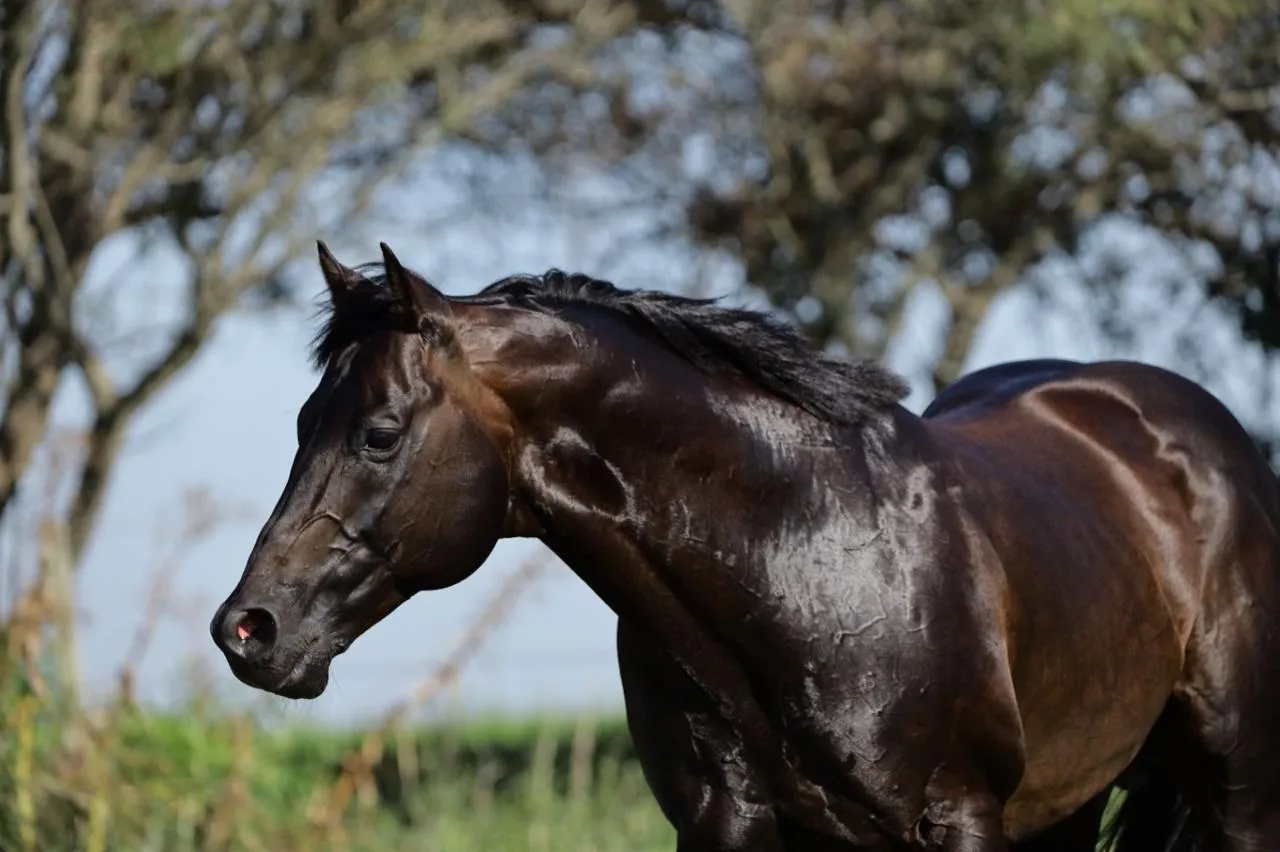 Caballo Cuarto de Milla en entrenamiento