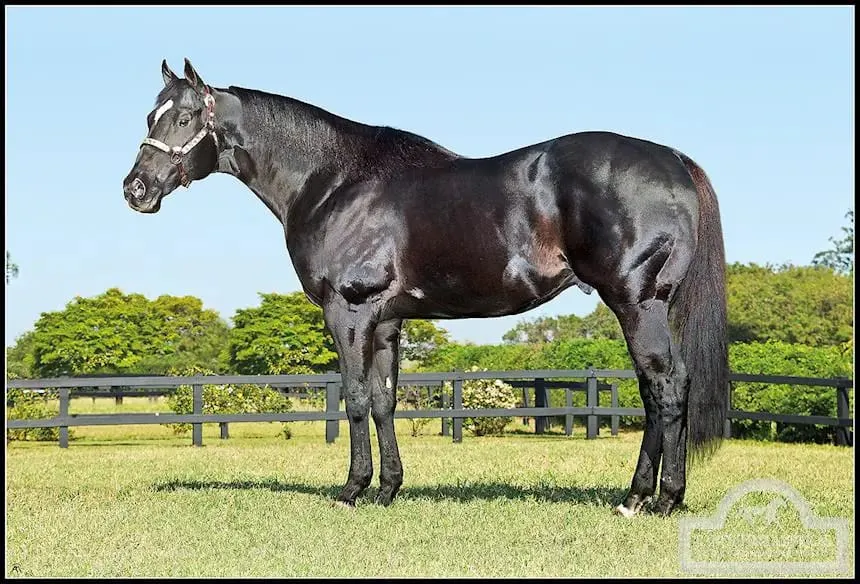 Crianza responsable de caballos